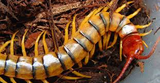 Descubra tudo sobre a lacraia: curiosidades e mitos