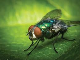 Como Eliminar as Varejeiras e Moscas de Sua Casa