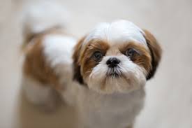 Shih Tzu: Preço, Tipos, Cuidados e Guia Completo