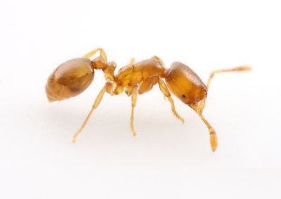 Formiga Fantasma | tudo sobre Eliminar Formigas