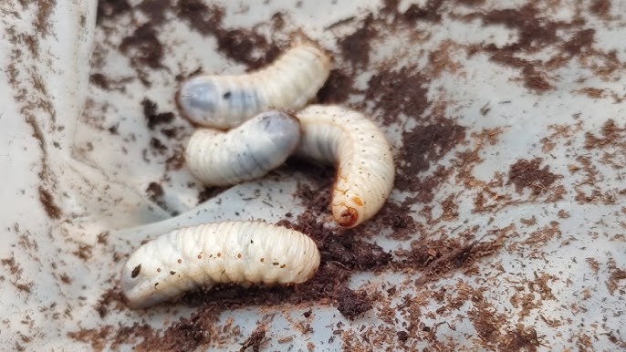 Bigato: conheça as curiosidades e mitos sobre essa larva