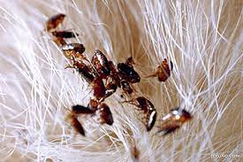 Remédio de pulga - Veneno e Dedetização para pulga ☎️ 11-94893-1000