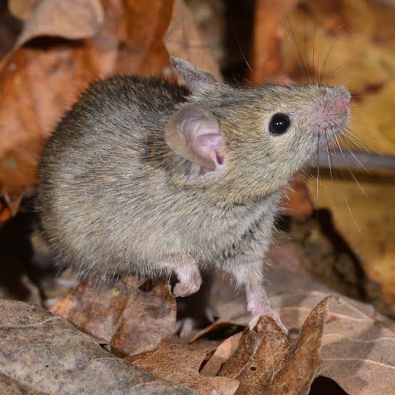 Ratos, inimigos que podem ser eliminados