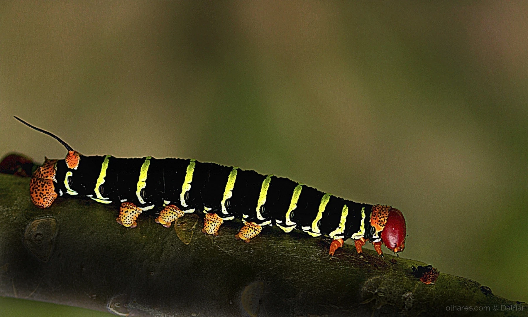 Mandruvá: Conheça as Espécies, Riscos e Como Eliminar