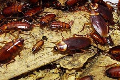 Filhote de Barata: Características, Espécies e Como Eliminar