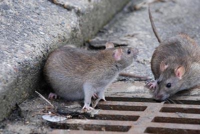 rata preta | Rato preto | Rato | Ratazanas