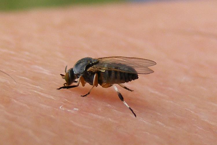 Borrachudo: Como Acabar com o Mosquito Borrachudo