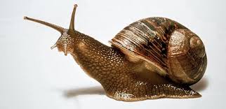 Caramujo: Como Identificar, Combater e Prevenir