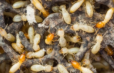 Dedetizar São Bernardo