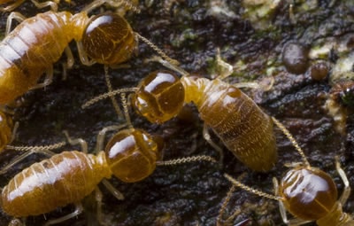 Dedetizar São Caetano do Sul