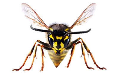 Dedetizar Alphaville