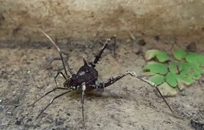 Dedetizadora de Aranhas - Vila Prudente