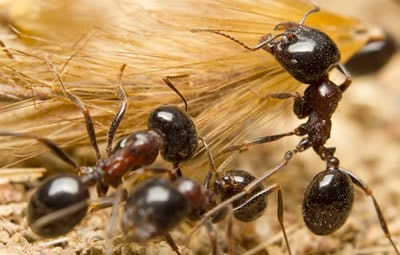 Dedetizar Casa Verde