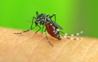 Dedetizar Vila Guilherme