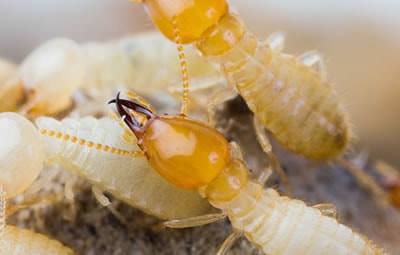 Dedetizar Vila Maria