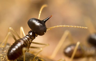 Dedetizar Zona Norte