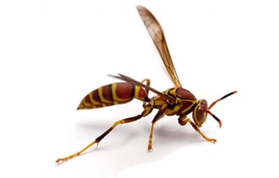 Dedetizar Interlagos