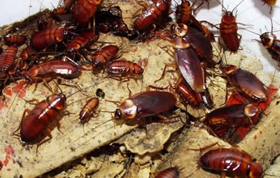 Como acabar com as baratas