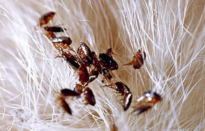 Como acabar com as pulgas