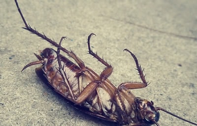 Como fazer a dedetização de Baratas