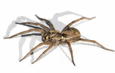 dedetizar aranhas