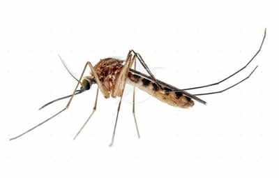 dedetizar mosquitos
