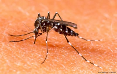 Dedetização do mosquito da dengue