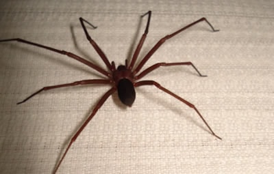 Dedetizar Aranha Marrom