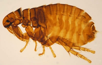Infestação de pulgas. Saiba como combater